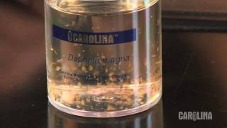 How to Care for Daphnia [upl. by Asereht]