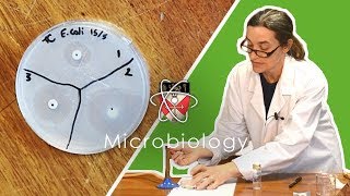 Microbiology  GCSE Science Required Practical Triple [upl. by Spitzer]