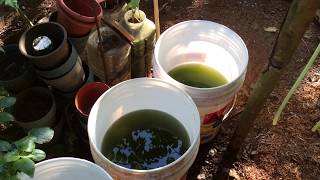 How to grow Green Water Algae [upl. by Muffin960]