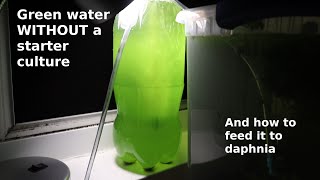 Green Water WITHOUT a Starter Culture  From Scratch  How To [upl. by Quiteri]