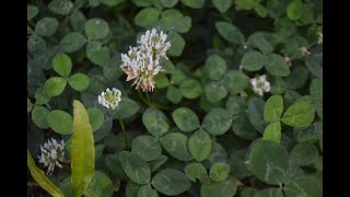 White Clover Trifolium repens [upl. by Anert]