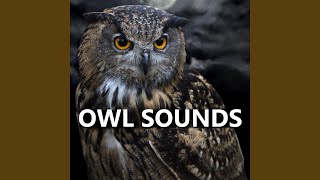 Sounds of Owls [upl. by Oryaj]