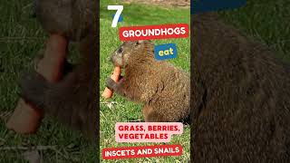 Its Groundhog Day Groundhog Facts for Kids [upl. by Lyrret]