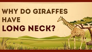 Why do Giraffes have Long Neck  Science Curiosity  Letstute [upl. by Lavern]