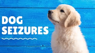 Veterinarian Explains Seizures in Dogs  episode 1 [upl. by Braynard]