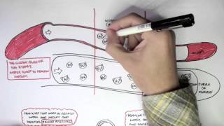 Part I  Regulation of Blood Pressure Hormones [upl. by Bound515]