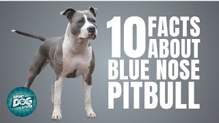 10 Facts About Blue Nose Pitbull  Dogs 101  Blue Nose Pitbull [upl. by Ahsekram195]