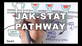 JAKSTAT Signalling Pathway [upl. by Ludovico919]