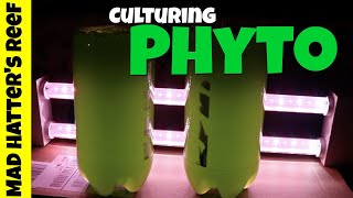 HOW TO Culture Phytoplankton [upl. by Eibrab667]