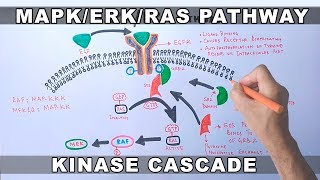 MAPKERK Signaling Pathway [upl. by Aelc]