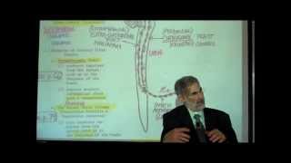 THE SPINAL CORD amp SPINAL TRACTS PART 2 by Professor Fink [upl. by Stout]