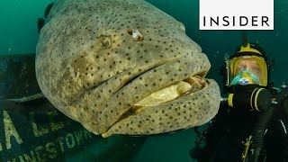 Meet the Goliath Grouper Fish [upl. by Oric]