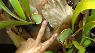 Propagate Staghorn Fern by Cutting [upl. by Aneloc207]