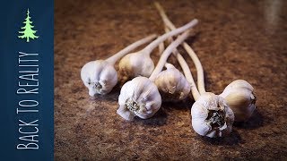 How to Make Garlic Powder from fresh garlic [upl. by Melquist]