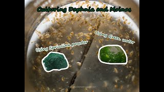 How To Culture Daphnia and Moinas using Green Water Spirulina powder [upl. by Alley]