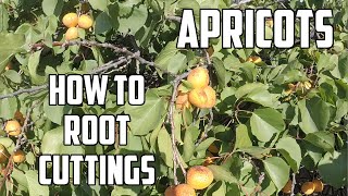 How to Apricot Cuttings  Fruit Tree Hunter [upl. by Ayotyal]