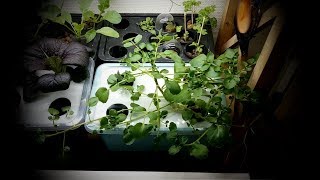 Growing Hydroponic Watercress [upl. by Ahsiema]