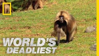 Gelada vs Gelada  Worlds Deadliest [upl. by Wakefield]