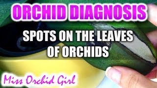 What do spots on Orchid leaves mean [upl. by Gusba]