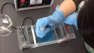 Gel Electrophoresis Lab [upl. by Elleirbag581]