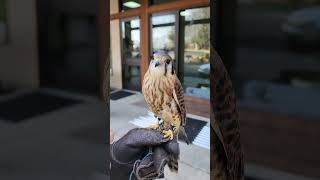 American Kestrel Diet [upl. by Sontag]