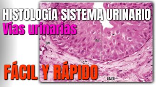 Histología del Sistema Urinario FÁCIL Y RÁPIDO [upl. by Hicks]