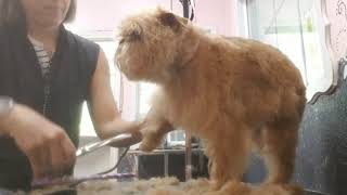 How to groom a Brussels Griffon [upl. by Cavill206]