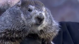 Groundhog Day Punxsutawney Phil Predicts More Winter [upl. by Aloysius]