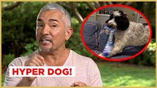 This DOG grabs EVERYTHING in the house  Cesar 911 [upl. by Manwell437]