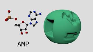 Allosteric Regulation of Phosphofructokinase I [upl. by Aruabea]