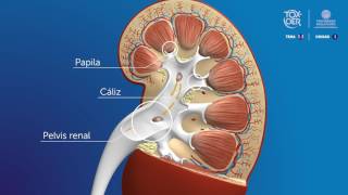 Anatomía del sistema renal  Parte 1 [upl. by Aihsile]