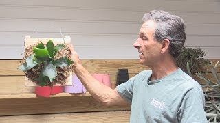 How to Mount a Staghorn Fern Platycerium bifurcatum [upl. by Jerman872]