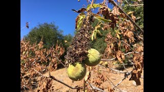 Aesculus californica California buckeye [upl. by Faber]