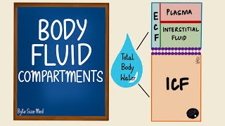 Body Fluid Compartments  ICF  ECF  General Physiology [upl. by Zita]