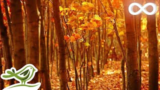 Fall Asleep Fast Deep Relaxing Music Sleep Music Meditation Music Sleeping Music ★135 [upl. by Enimsay]