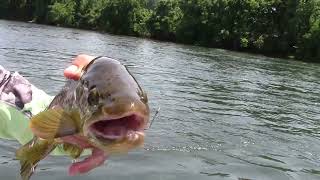 Trout Fishing the White River Arkansas Catching Big Browns [upl. by Sterrett]