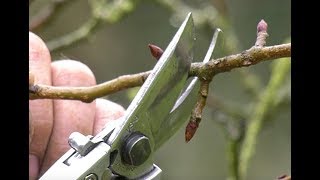 TOUT POUR BIEN COMPRENDRE LA TAILLE DES ARBRES FRUITIERS [upl. by Tippets]