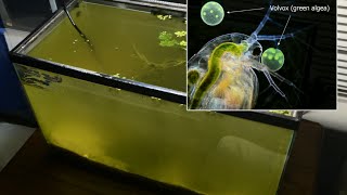 Raising Daphnia for the Freshwater Aquarium [upl. by Kehoe324]