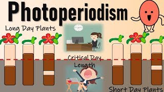 Photoperiodism II Role of Phytochromes in Flowering II Red Light and Farred light effect [upl. by Nashom]