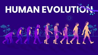 Human Evolution Animated Timeline [upl. by Ploss]