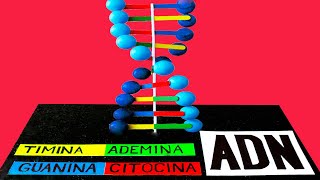 Como hacer una MAQUETA del ADN bonito y fácil [upl. by Brittan]