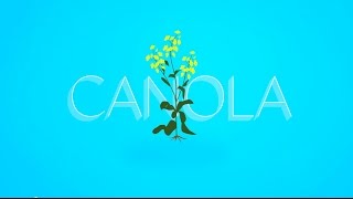 What is Canola [upl. by Luis927]