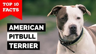 American Pitbull Terrier  Top 10 Facts [upl. by Atteiram]