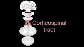 Corticospinal tract [upl. by Koerner880]