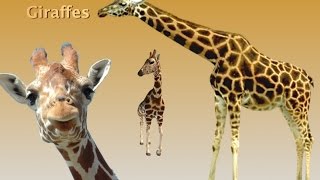 5 Facts About Giraffes For Kids [upl. by Annahoj]