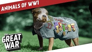 Companions In The Trenches  Animals of World War 1 [upl. by Alrrats643]