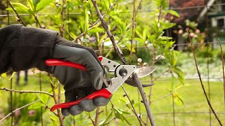 How to prune Apricot trees [upl. by Hurty]