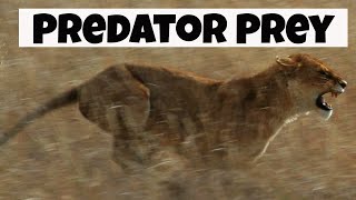 Predator Prey Interactions  Basic Ecology [upl. by Annerol601]