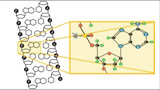 Bioquímica  Estructura del DNA [upl. by Anomer]