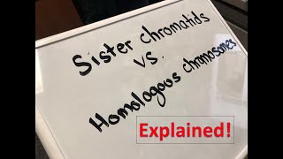 Homologous Chromosomes vs Sister Chromatids Explained [upl. by Bonn407]